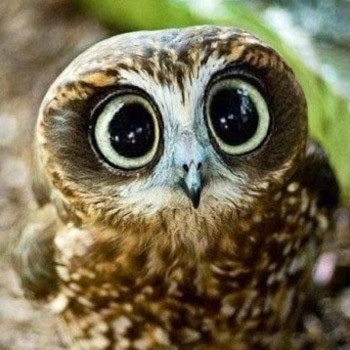Profilbild von CrazyNightowl01